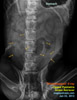 closed pyometra, golden retriever, toapayohvets