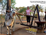 Mount Popa to Bagan - farmers making peanut oil, using cow. designtravel pte ltd, singapore