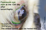 deep ulcerative keratitis, corneal ulcer, pekinese, singapore toapayohvets