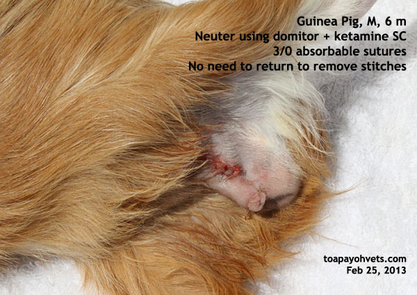 pig guinea neutering neuter rabbit cost hamster rat domitor ketamine