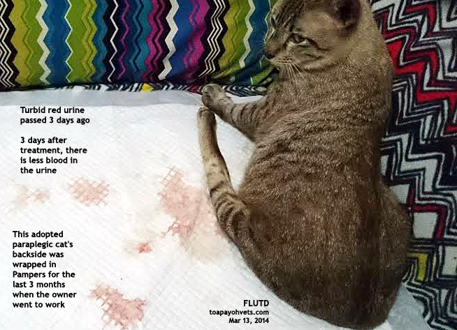  - 20140333paraplegic_cat_blood_in_urine