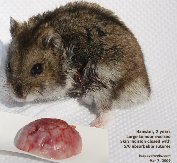 tumour hamster dwarf fat period dog very dogs tell toa vets payoh skin short cat hard incision