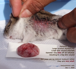 Dwarf Hamster-large fat tumour. Toa Payoh Vets