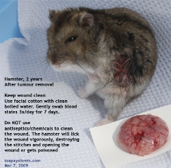 Hamster, 2 years, Massive subcutaneous tumour excised. Toa Payoh Vets