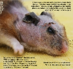 Syrian Hamster, 3 years, Cheek pouch abscesses & foreign body. Toa Payoh Vets