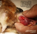 Syrian Hamster, 3 years, Cheek pouch abscesses & foreign body. Toa Payoh Vets