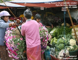 Myanmar, Pyin Oo Lwin, Roadside vendor buying flowers. Toa Payoh Vets 