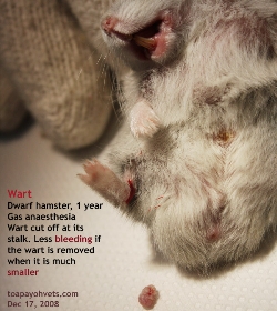 Skin warts in hamsters Get them removed by your vet early. Toa Payoh Vets