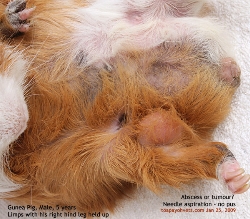 Guinea Pig, 5 years, male. Fast-growing leg tumour. Toa Payoh Vets