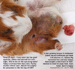 Guinea Pig, 5 years, male. Fast-growing leg tumour. Toa Payoh Vets
