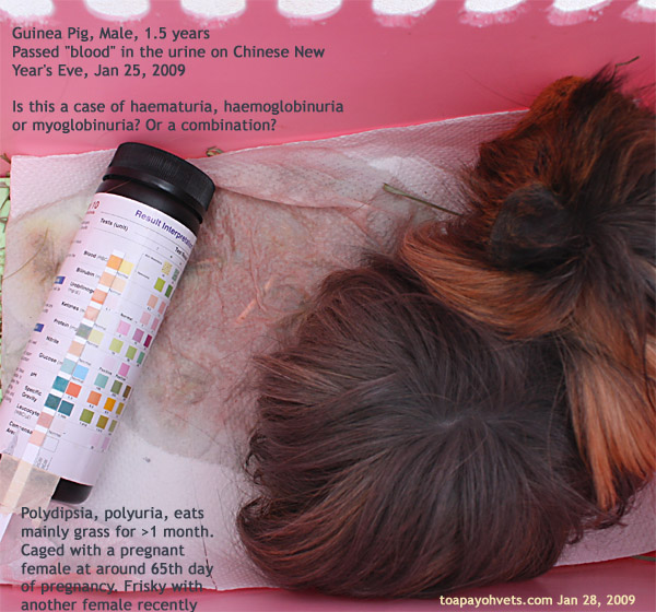 031208ASingapore Toa Payoh veterinary vets dog cat rabbits hamster ...