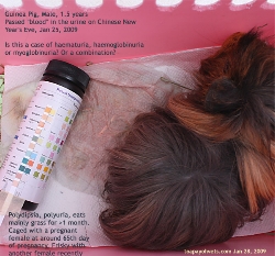 Guinea Pig Abyssinian Male 1halfyears, 900grams. Blood in urine? Toa Payoh Vets