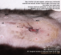 Another cat at home licked and infected the black cat's spay wound. Toa Payoh Vets