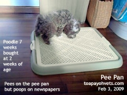 Poodle 7 weeks. At home peeing on the pee pan. Picture from owner. Toa Payoh Vets