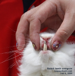 Rabbit overgrown incisor teeth. Toa Payoh Vets