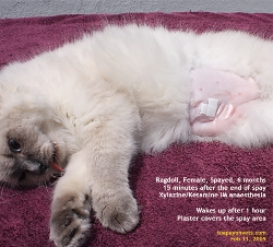 Ragdoll Cat 6 months, Female, just spayed. Toa Payoh Vets