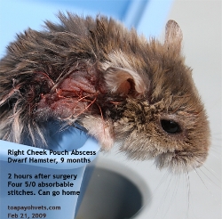 Dwarf Hamster, 9 months. Right Cheek Pouch Abscess. Toa Payoh Vets