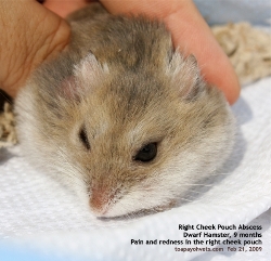 Dwarf Hamster, 9 months. Right Cheek Pouch Abscess. Toa Payoh Vets