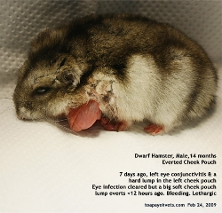 Dwarf Hamster. Everted Cheek Pouch Tumour Surgery. Toa Payoh Vets