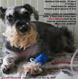 Old Miniature Schnauzer, Not Spayed. Closed Pyometra. Toa Payoh Vets