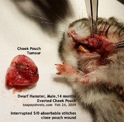 Dwarf Hamster. Everted Cheek Pouch Tumour Surgery. Toa Payoh Vets