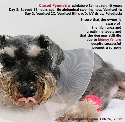 Closed Pyometra. Spayed 12 hours ago.  Miniature Schnauzer 10 years vomit next 2 days. Toa Payoh Vets.