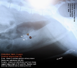 Calcium oxalate urinary stones are radiodense. Take X-rays. Toa Payoh Vets