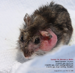 Dwarf Hamster, 1.5 years. Cheek pouch tumour and abscess. Toa Payoh Vets