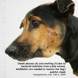 Dog bite abscess need veterinary treatment. Toa Payoh Vet