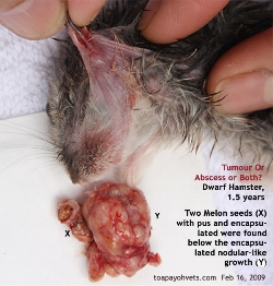 Dwarf Hamster, 1.5 years. Cheek pouch tumour and abscess. Toa Payoh Vets