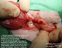 Urinary Stones in a Chihuahua. Bladder popped out. Ureter seen. Toa Payoh Vets.