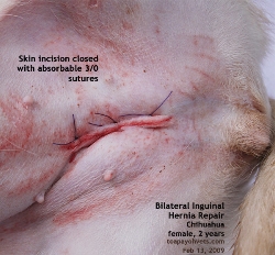 Chihuahua, female, 2 years. Bilateral Inguinal Hernia Repair. Surgery. Toa Payoh Vets