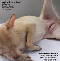 Chihuahua, female, 2 years. Bilateral Inguinal Hernia Repair. Surgery. Toa Payoh Vets