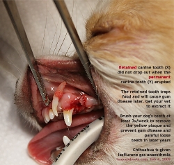 Chihuahua young. Retained left upper canine tooth extracted. Toa Payoh Vets