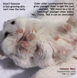 Dwarf Hamster. Skin Wart near the belly grows bigger and bigger. Toa Payoh Vets
