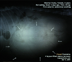 Siberian Husky, Female, 6 years. Closed Pyometra or Ascites? X-ray. Toa Payoh Vets