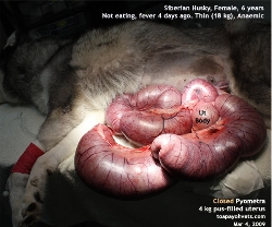 Siberian Husky, Female, 6 years. Closed Pyometra. Thin, Not Eating, Fever. Toa Payoh Vets
