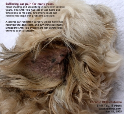 Chronic Otitis Externa - Excessive Ear Hairs. Shih Tzu. Toa Payoh Vets