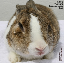 Two large hard caeseated abscesses cheek. Rabbit. Toa Payoh Vets