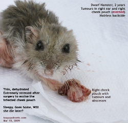 Cheek pouch tumour and abscesses. Dwarf Hamster 2 years. Toa Payoh Vets