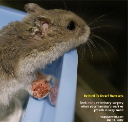 Dwarf Hamster. Gigantic wart-like growth on top and bottom of right front paw. Toa Payoh Vets