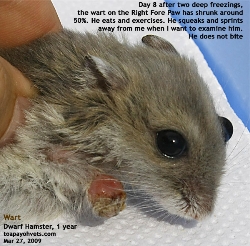 Deep Freezing Shrinks Dwarf Hamster Wart. But will it recur? Toa Payoh Vets