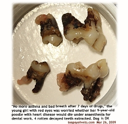 Periodontal Disease, Poodle, 9 years. Rotten teeth extracted. Dental scaling. Toa Payoh Vets