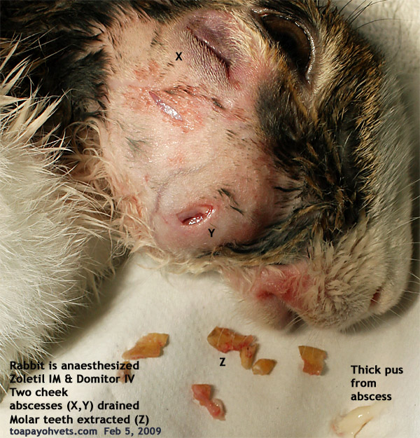 pictures of abscesses #10