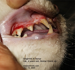 Gingivitis, plaque. Cat 4 years. Toa Payoh Vets