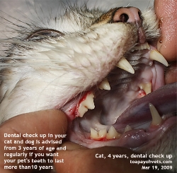 Gingivitis, plaque. Cat 4 years. Toa Payoh Vets