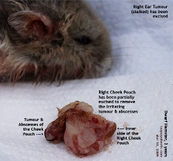 Dwarf Hamster, 2 years, Cheek Pouch Right, Everted, Tumours, Abscesses. Toa Payoh Vets