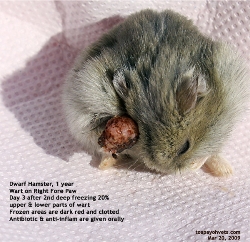 Deep freezing the wart. Right Fore Paw. Dwarf Hamster. One year.Toa Payoh Vets, Singapore