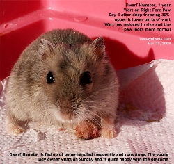 Deep freezing the wart. Right Fore Paw. Dwarf Hamster. One year.Toa Payoh Vets, Singapore