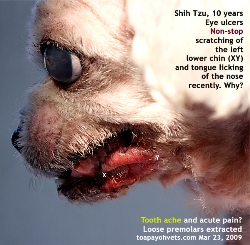 Corneal ulcers are very painful to the Shih Tzu. Toa Payoh Vets